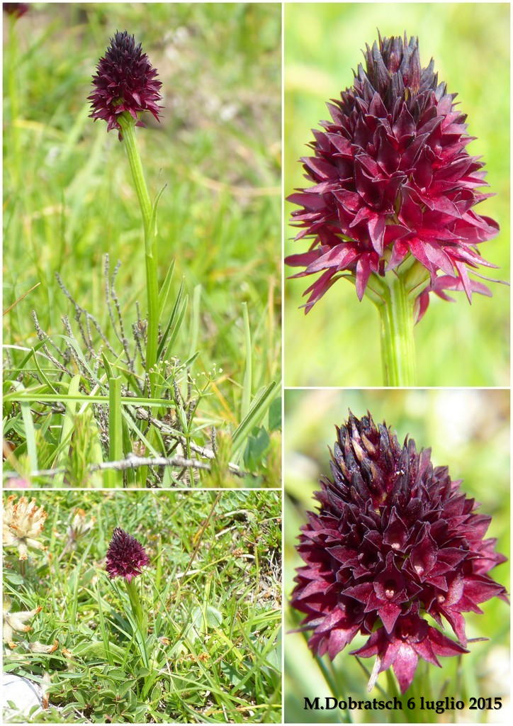 Orchidee alpine austriache ( M.Traweng, Burgeralm, Petzen, M.Dobratsch)